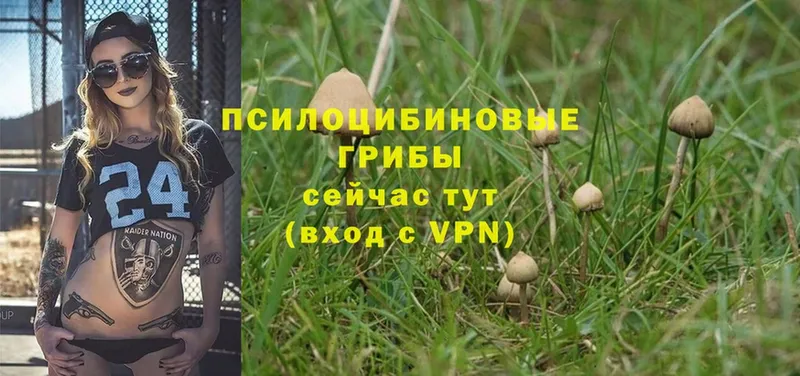 Псилоцибиновые грибы Psilocybe  Шадринск 